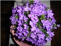 campanula